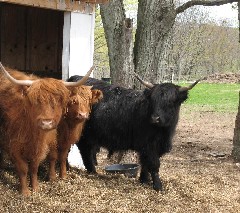 Hairy Cows; FLT Spring Conference in Norwich NY