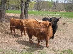 Hairy Cows; FLT Spring Conference in Norwich NY