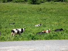 cows; Hiking; NCT; FLT; M-25