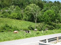 cows; Hiking; NCT; FLT; M-25