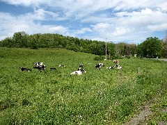 cows; Hiking; NCT; FLT; M-25