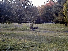 Hiking FLT M31A deer