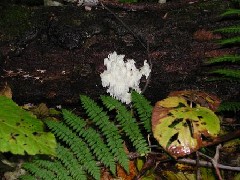 Hiking FLT M31A plants