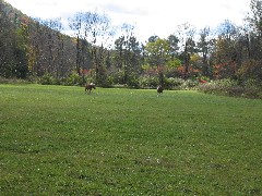 Hiking; Great Eastern Trail; CH1; horses