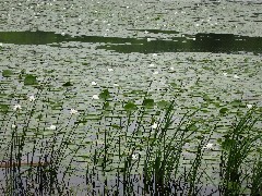 Levi Pond; Hiking; Great Eastern Trail; CH3