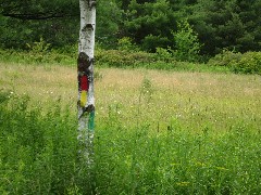 Red, Yellow and Green Blazes; Great Eastern Trail