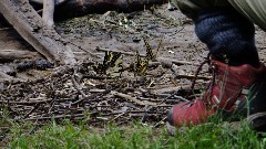 BUtterflys; IAT; St Croix River, WI