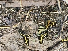 Butterflys; IAT; St Croix Falls, WI