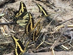 Butterflys; IAT; St Croix Falls, WI