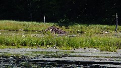 beaver lodge; IAT; Timberland Hills Segment, WI