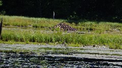 beaver lodge; IAT; Timberland Hills Segment, WI