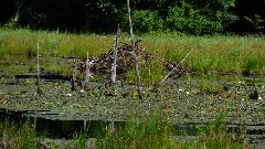 beaver lodge; IAT; Timberland Hills Segment, WI