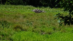 beaver lodge; IAT; Timberlland Hills Segment, WI