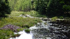 beaver lodge; IAT; Timberlland Hills Segment, WI