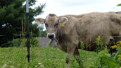 cows; IAT; Haugen, WI