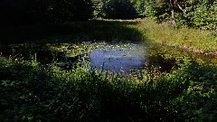 IAT; Chippewa Forest Area, WI