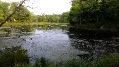 IAT; Chippewa Forest Area, WI