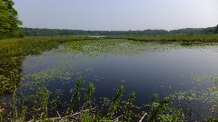 IAT; Chippewa Forest Area, WI