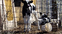 young cows; IAT; Kettlebowl Segment, WI