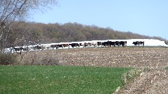 cows; IAT; Kettlebowl Segment, WI