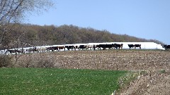 cows; IAT; Kettlebowl Segment, WI