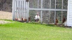 turkeys; IAT; Mission Lake Road, WI