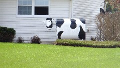 fuel tank painted to look like a cow; IAT; CR A Iola, WI