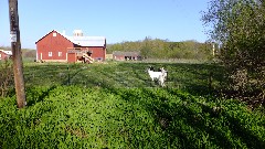 goats; IAT; Waupaca Area, WI