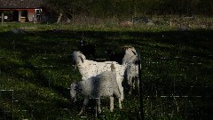 goats; IAT; Waupaca Area, WI