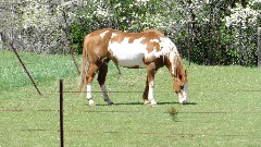 horse; IAT; Mecan Area, WI