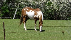 horse; IAT; Mecan Area, WI