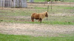 little horse; IAT; Westfield, WI