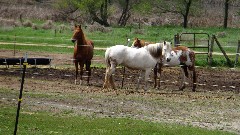 horses; IAT; Westfield, WI