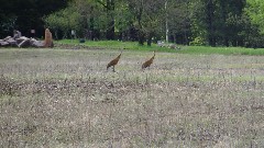 sandhill cranes; IAT; John Muir Memorial County Park, WI