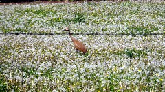 sandhill crane; IAT; John Muir County Park, WI