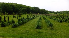 tree farm; IAT; Groves Pertzborn Segment, WI