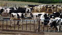 cows; IAT; Pepper Ridge Farms, WI