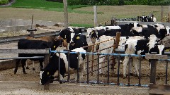 cows; IAT; Pepper Ridge Farms, WI