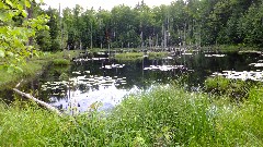 swamp; IAT, WI