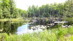 swamp; IAT, WI