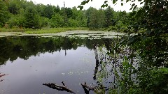 swamp; IAT; New Wood Segment, WI