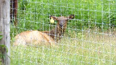 deer; IAT, WI