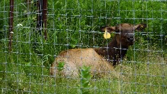 deer; IAT, WI