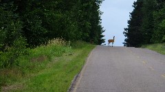 deer; IAT, WI