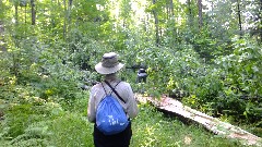 Ruth Bennett McDougal Dorrough; Judy Geisler; blowdown; IAT; Highland Lakes Segment, WI