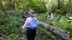 Ruth Bennett McDougal Dorrough; Judy Geisler; blowdown; IAT; Highland Lakes Segment, WI