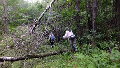 Judy Geisler; Ruth Bennett McDougal Dorrough; blowdown; IAT; Lumbercamp Segment, WI