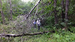 Judy Geisler; Ruth Bennett McDougal Dorrough; blowdown; IAT; Lumbercamp Segment, WI