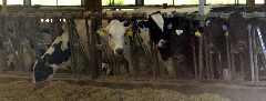 cows; IAT, WI