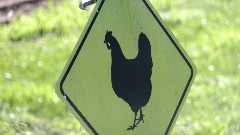 sign (a chicken)